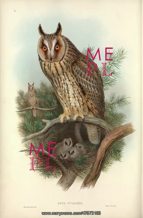 : Asio otus, long-eared owl : Asio otus, long-eared owl