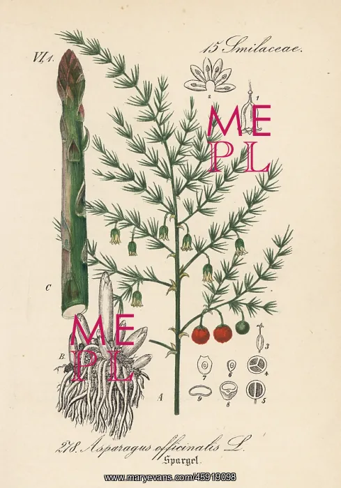 : Asparagus, Asparagus officinalis : Asparagus, Asparagus officinalis