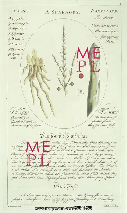 : Asparagus officinalis, asparagus : Asparagus officinalis, asparagus