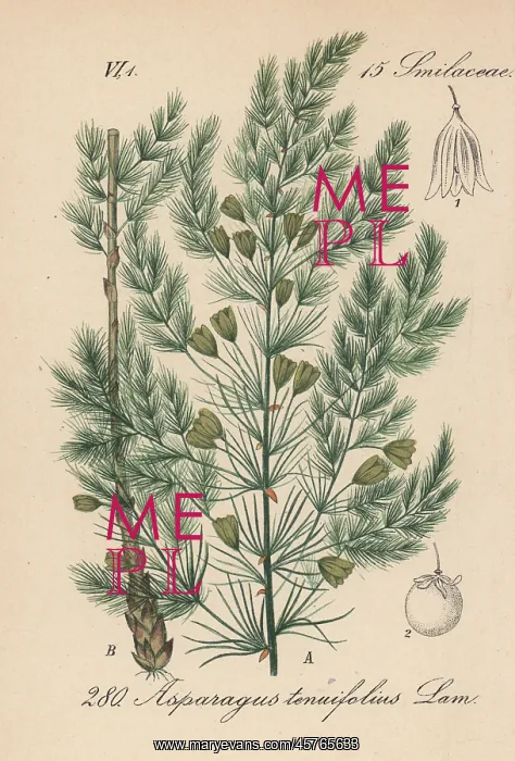 : Asparagus tenuifolius : Asparagus tenuifolius