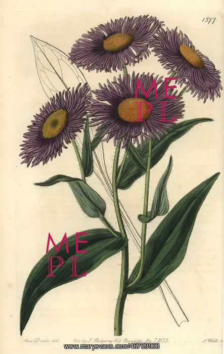 : Aspen fleabane, Erigeron speciosus : Aspen fleabane, Erigeron speciosus