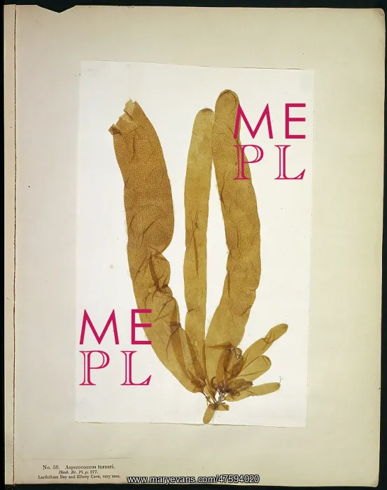 : Asperoccus turneri, seaweed : Asperoccus turneri, seaweed