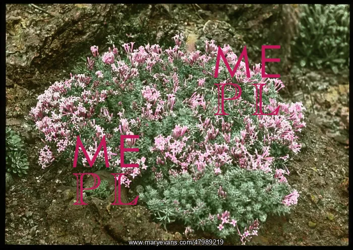 : Asperula Suberosa (Woodruff) : Asperula Suberosa (Woodruff)