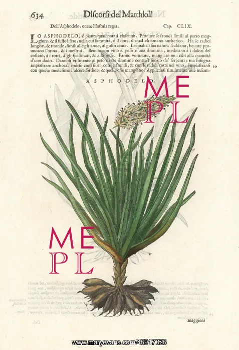 : Asphodel, Asphodelus ramosus : Asphodel, Asphodelus ramosus