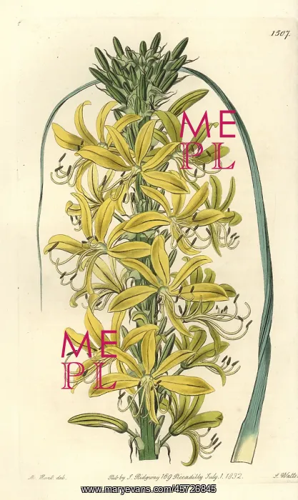 : Asphodeline lutea : Asphodeline lutea