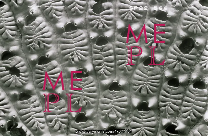 : Aspidelectra melolontha, bryozoan : Aspidelectra melolontha, bryozoan