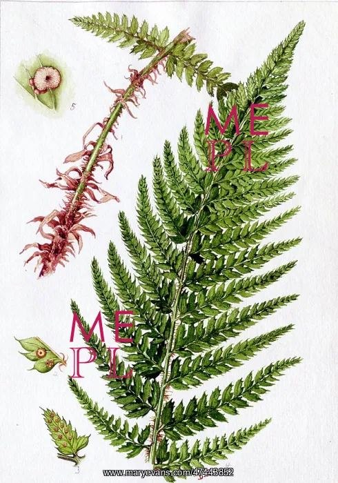 : Aspidium aculeatum : Aspidium aculeatum