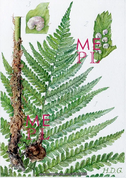  : Aspidium Filix-Mas