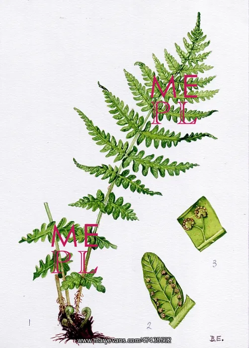  : Aspidium oreopteris