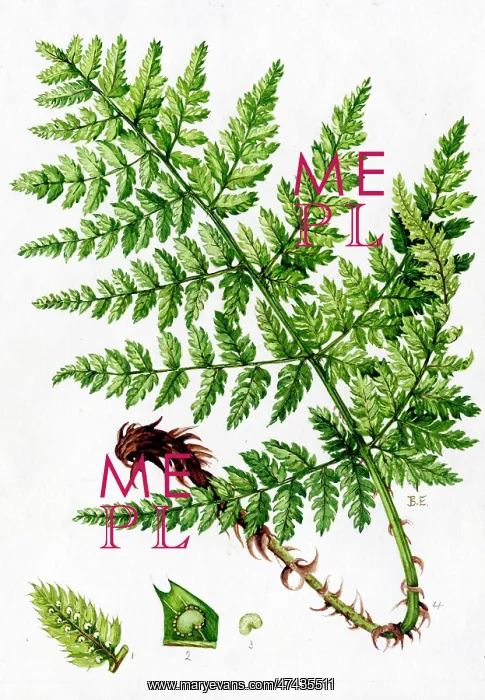  : Aspidium spinulosum
