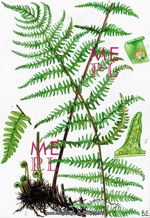  : Aspidium thelypteris