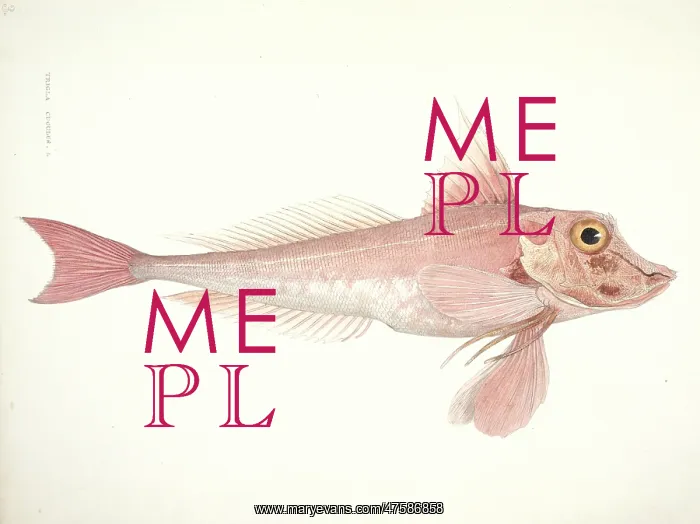 : Aspitrgla cuculus, red gurnard : Aspitrgla cuculus, red gurnard