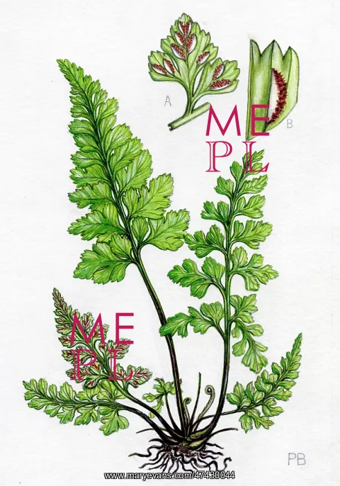  : Asplenium adiantum-nigrum