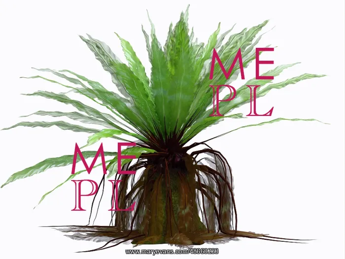 : Asplenium fern plant of eastern Australia : Asplenium fern plant of eastern Australia