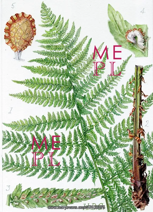  : Asplenium filix-foemina