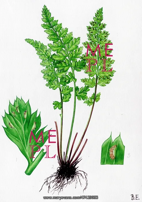 : Asplenium Lanceolatum : Asplenium Lanceolatum