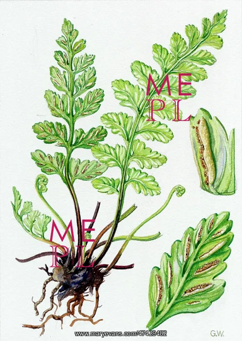  : Asplenium marinum