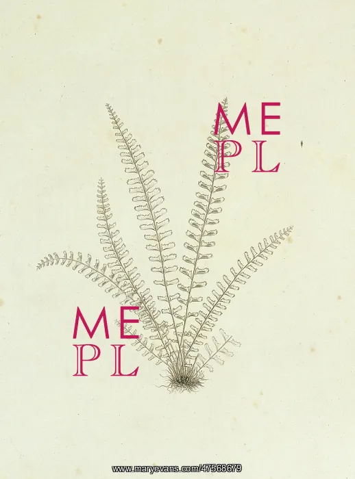 : Asplenium monanthes, single-sorus spleenwort : Asplenium monanthes, single-sorus spleenwort