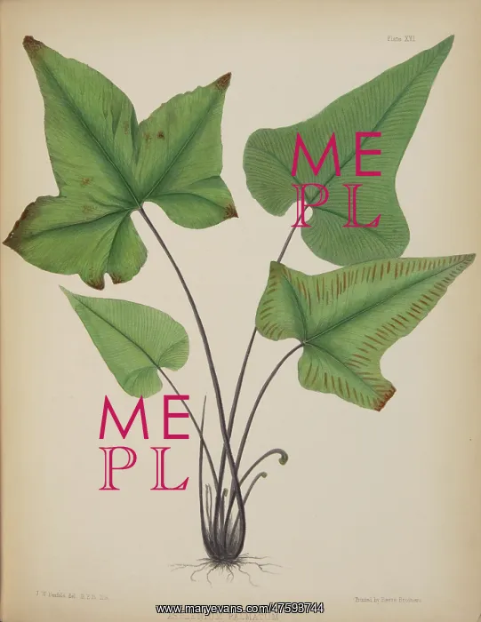 : Asplenium palmatum : Asplenium palmatum