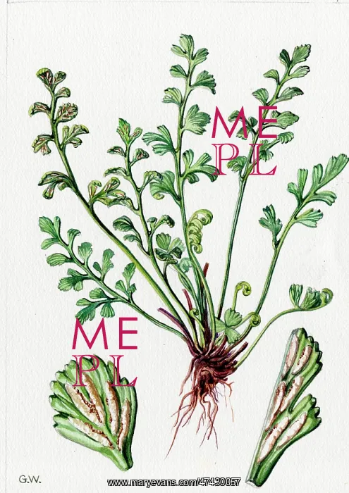  : Asplenium ruta-muraria