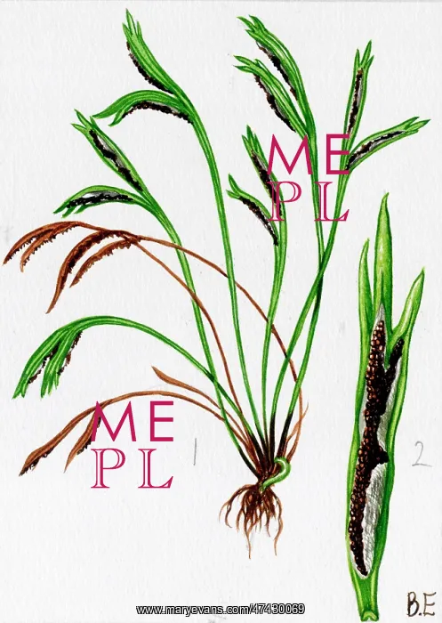: Asplenium septentrionale : Asplenium septentrionale