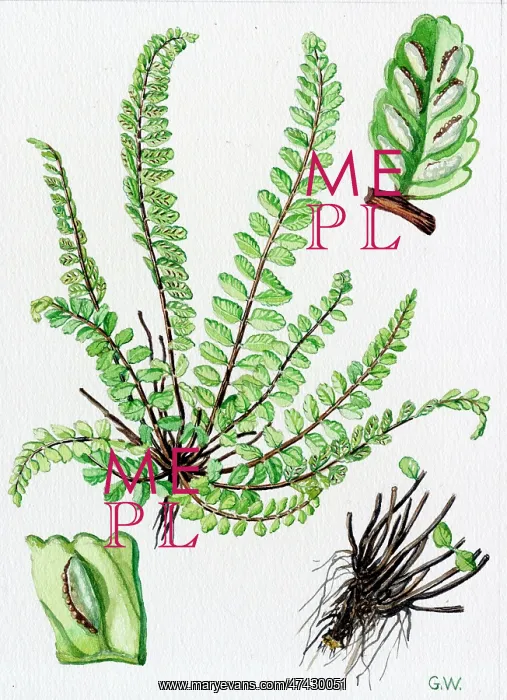 : Asplenium trichomanes : Asplenium trichomanes