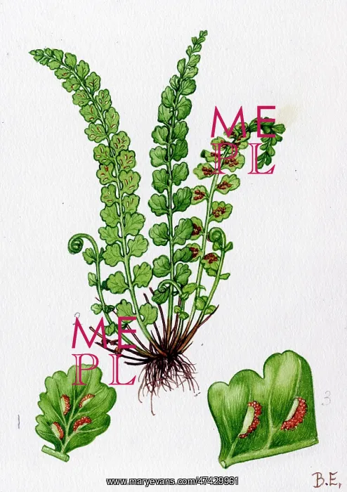 : Asplenium viride : Asplenium viride