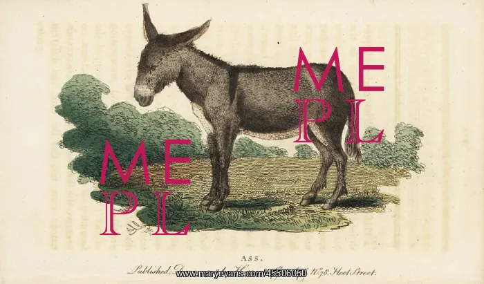 : Ass or donkey, Equus africanus asinus : Ass or donkey, Equus africanus asinus