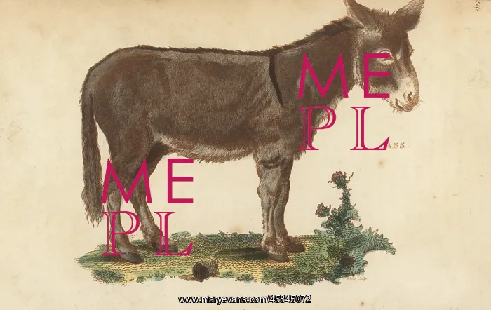 : Ass or donkey, Equus asinus : Ass or donkey, Equus asinus
