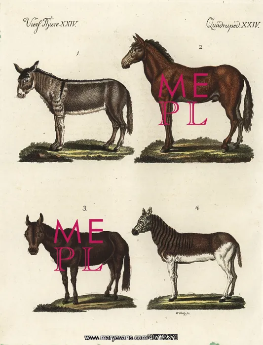 : Ass, mule and quagga : Ass, mule and quagga