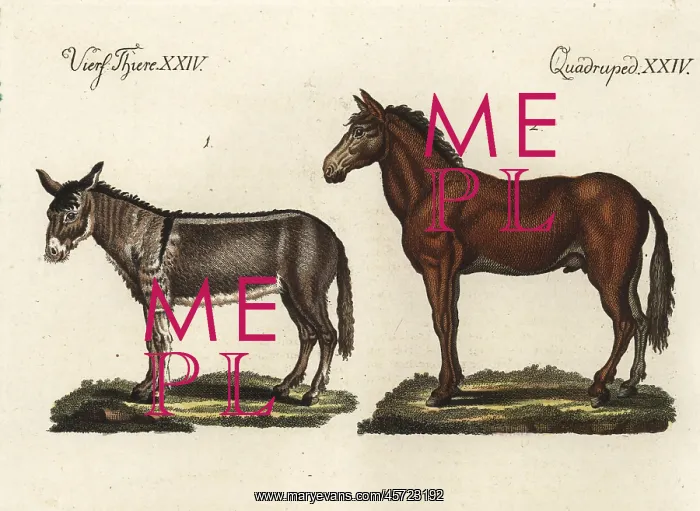 : Ass and mulet : Ass and mulet