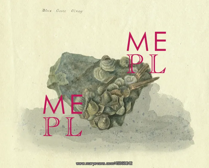  : Assemblage of fossil bivalves, gastropods and ammonites