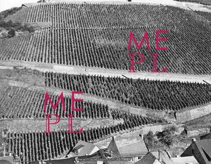: ASSMANSHAUSEN VINEYARDS : ASSMANSHAUSEN VINEYARDS