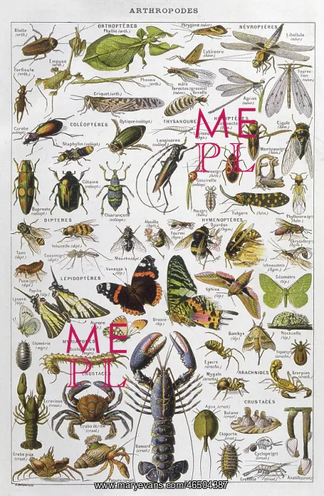 : Assorted Arthropods : Assorted Arthropods