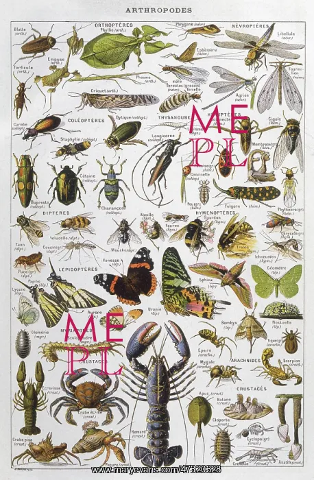 : Assorted Arthropods : Assorted Arthropods