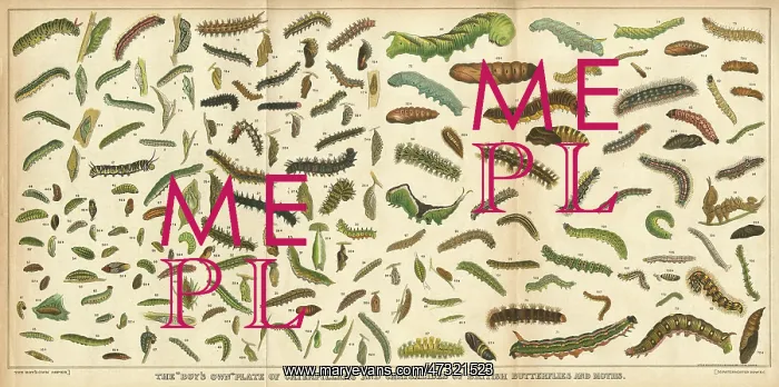  : ASSORTED CATERPILLARS