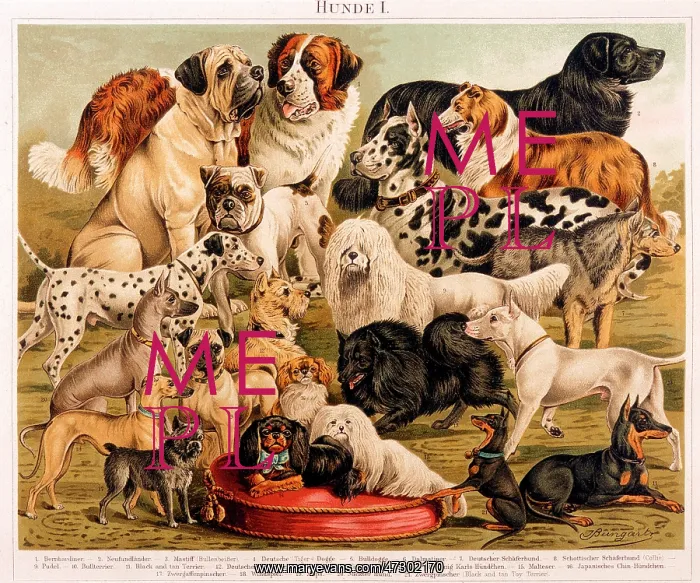 : ASSORTED DOG BREEDS : ASSORTED DOG BREEDS
