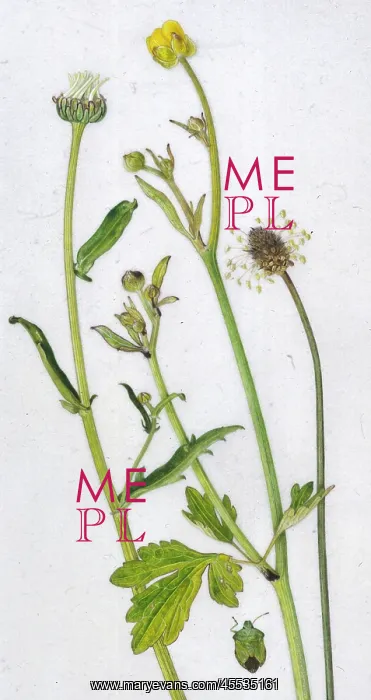  : Assorted early summer meadow items