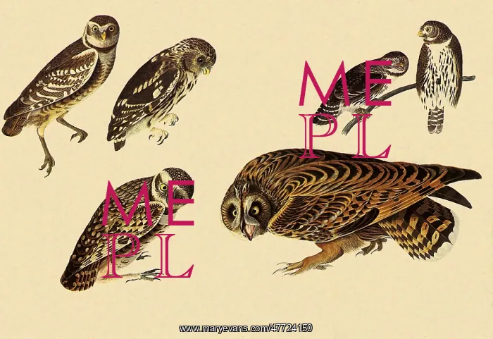 : Assorted Owls : Assorted Owls