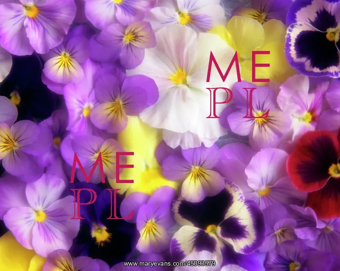 : Assorted Pansy Blossoms Overall Pattern : Assorted Pansy Blossoms Overall Pattern