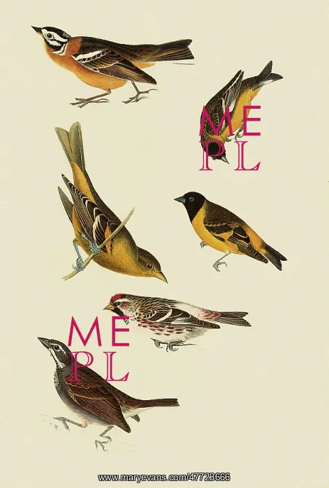  : Assorted Perching Birds