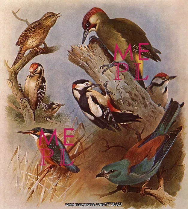 : Assorted Perching Birds : Assorted Perching Birds