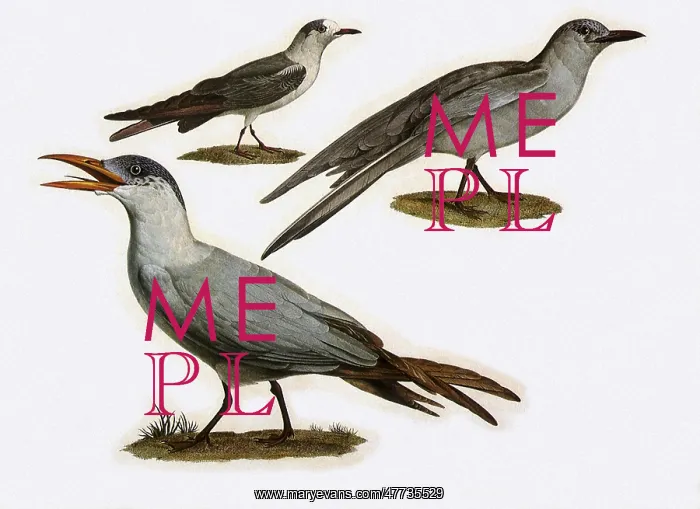 : Assorted Terns : Assorted Terns