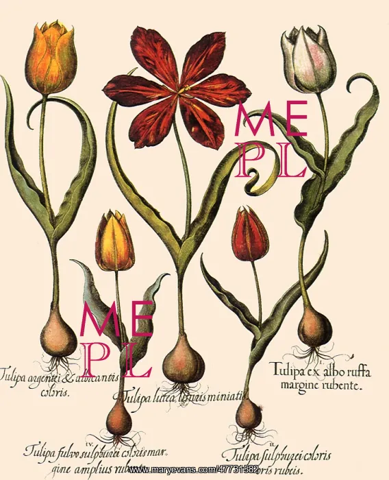  : Assorted Tulips