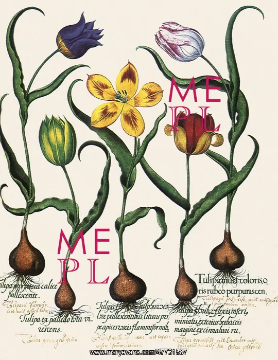 : Assorted Tulips : Assorted Tulips