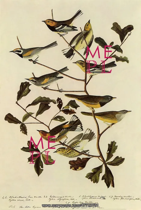 : Assorted Warblers : Assorted Warblers