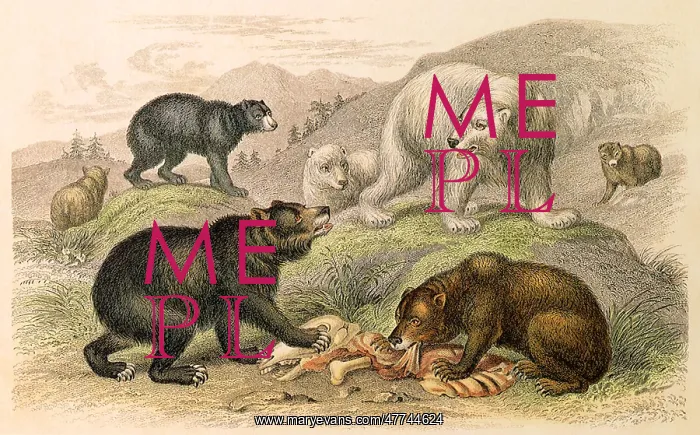  : An Assortment of Bears