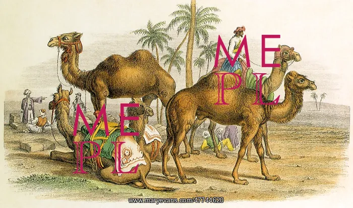  : An Assortment of Camels