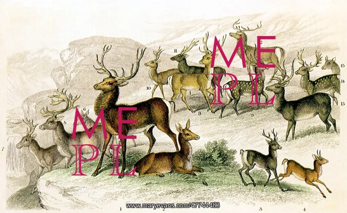  : An assortment of Deer