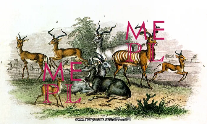 : An assortment of Gazelles and Antelopes : An assortment of Gazelles and Antelopes